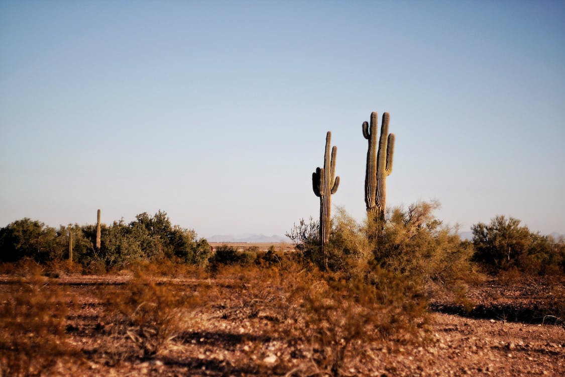 Image for Stay in Texas